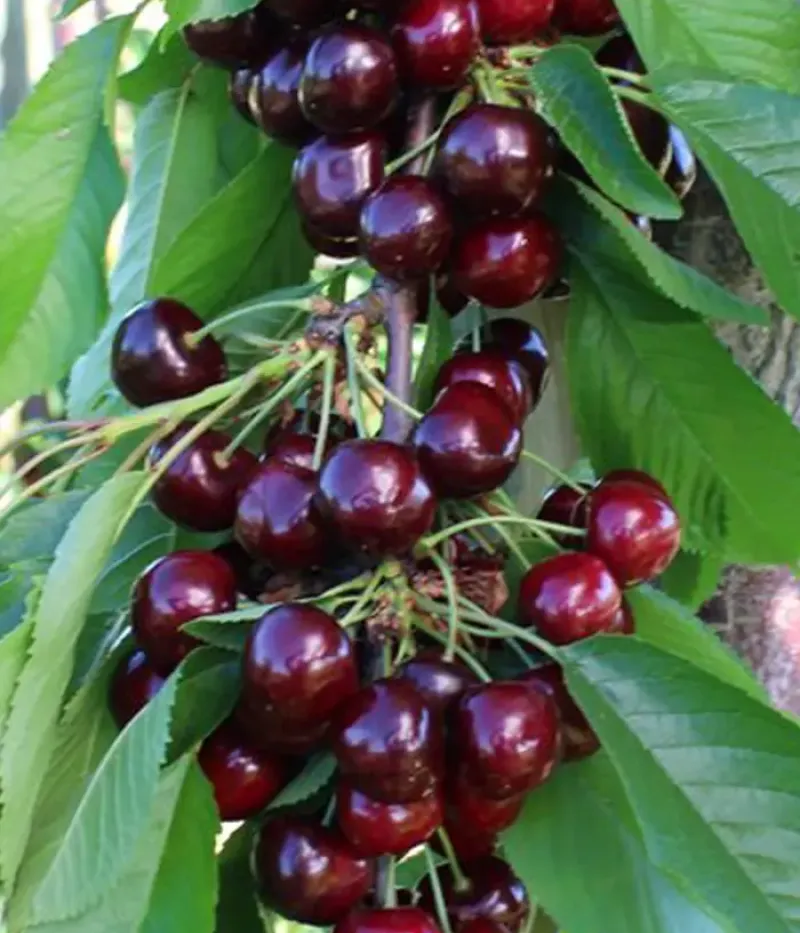 Süßkirsche (Prunus avium) NIMBA - Tutifruti, s.r.o.