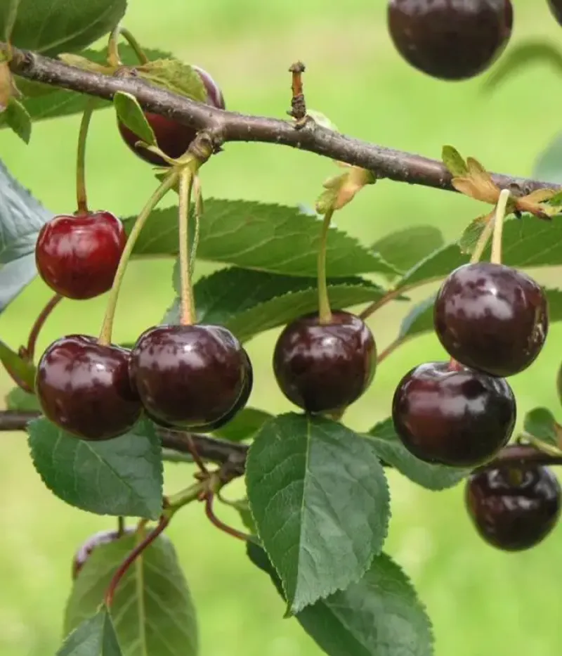 Sour Cherry (Prunus cerasus) NOTĖ - Tutifruti, s.r.o.
