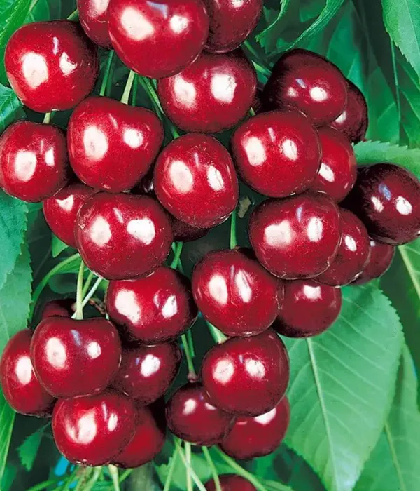 Süßkirsche (Prunus avium) OVSTUZHENKA