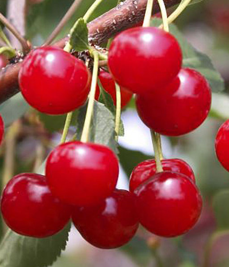 Sauerkirsche (Prunus cerasus) PANDY - Tutifruti SK