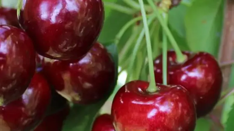 Wir stellen vor: Neue Kirschsorten für die Saison 2026 – Nimba, Regina und Kompakte Venyaminova
