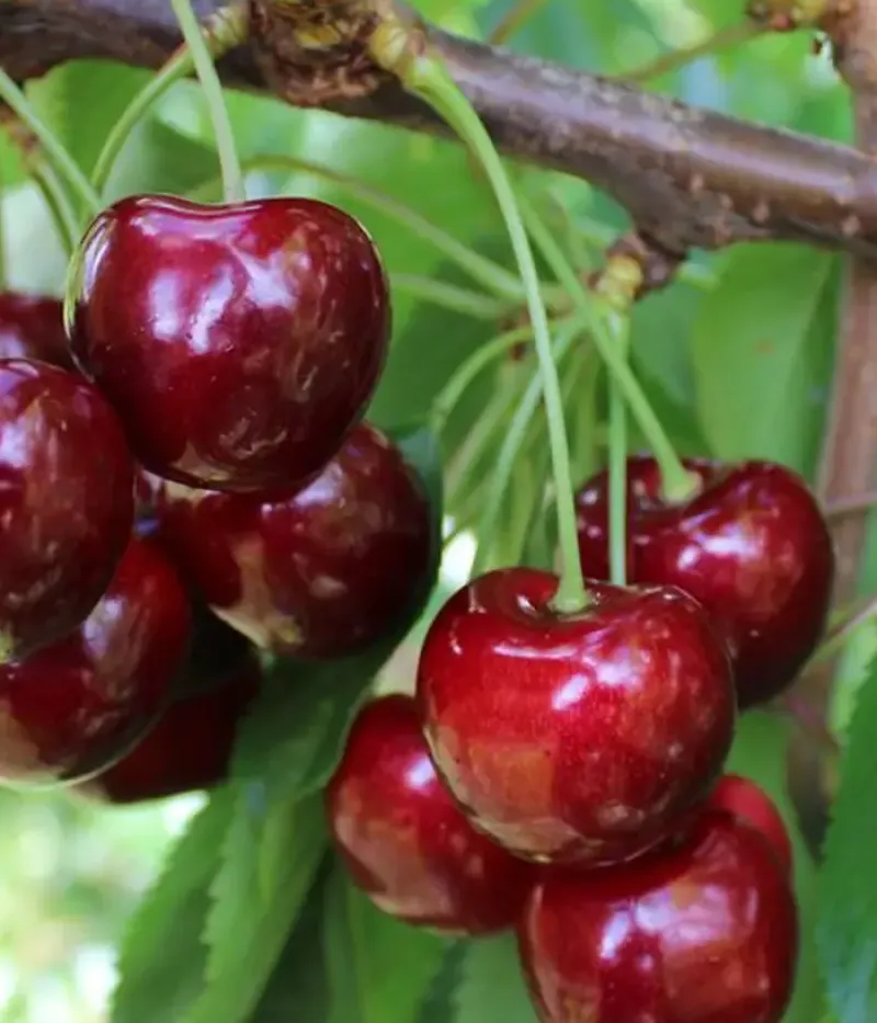 Süßkirsche (Prunus avium) REGINA - Tutifruti, s.r.o.
