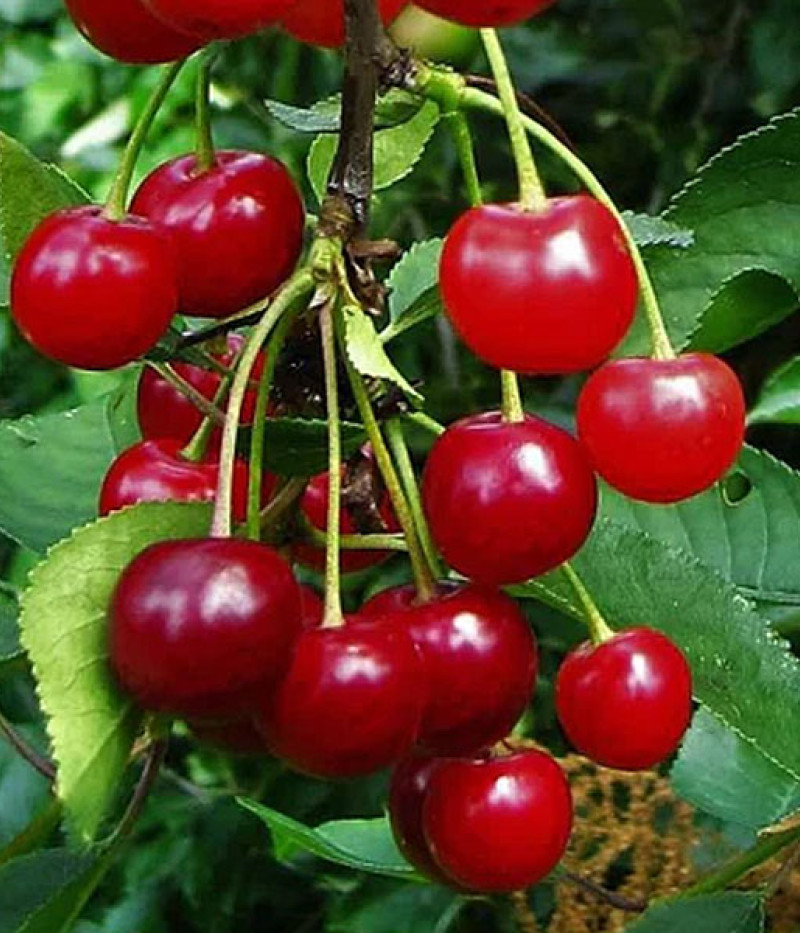 Sauerkirsche (Prunus cerasus) SABINA - Tutifruti SK