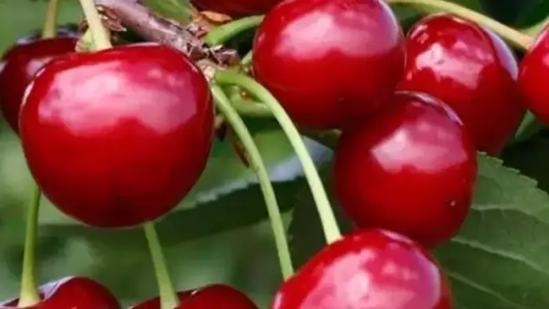  Introducing New Cherry Varieties for the 2026 Season: Shalunya, Újfehértói, and Igrushka