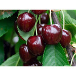 Süßkirschen und Sauerkirschen