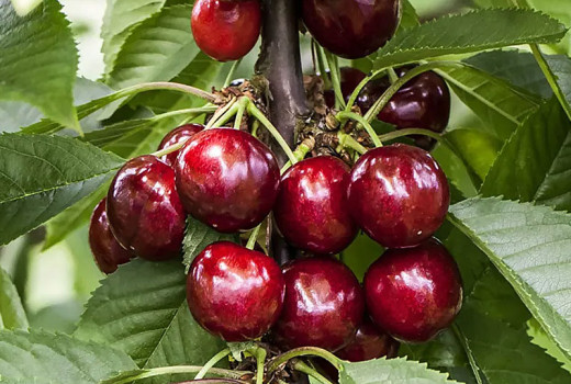 Vyberáte čerešne alebo višne do záhrady? Skúste tieto odolné odrody
