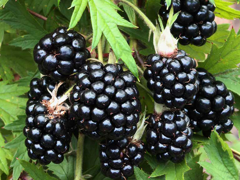 Bio Brombeere (Rubus fruticosus) THORNLESS EVERGREEN