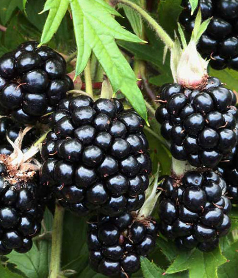 Bio Brombeere (Rubus fruticosus) THORNLESS EVERGREEN - Tutifruti SK
