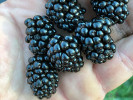 Brombeere (Rubus fruticosus) BLACK SATIN - Tutifruti SK Brombeere (Rubus fruticosus) BLACK SATIN - Tutifruti SK