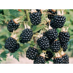 Brombeeren
