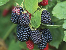 Brombeere (Rubus fruticosus) ARAPAHO - Tutifruti, s.r.o. (SK)