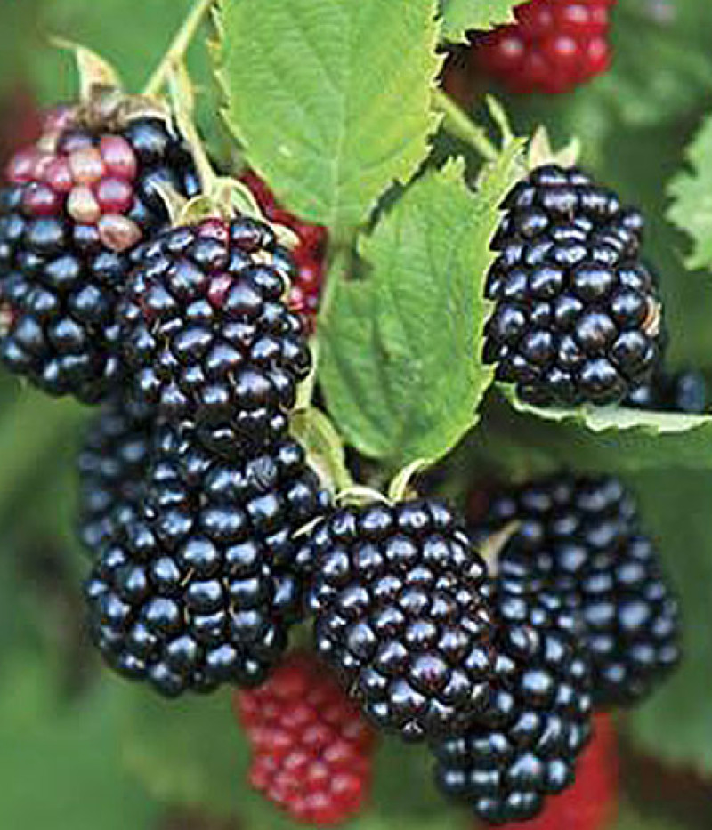 Brombeere (Rubus fruticosus) ARAPAHO - Tutifruti, s.r.o. (SK)