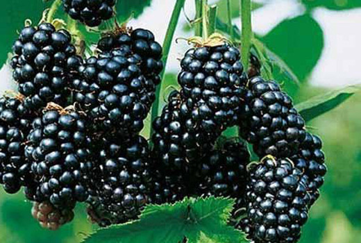 Blackberries: their importance in gardens and cultivation