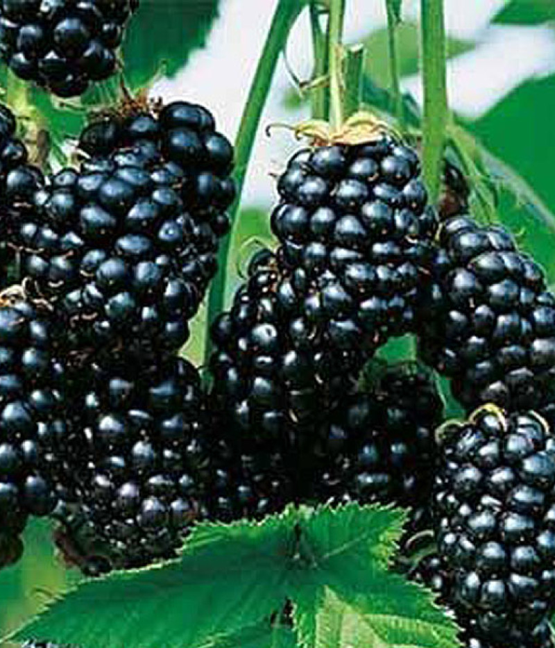 Brombeere (Rubus fruticosus)  GLORIA - Tutifruti SK