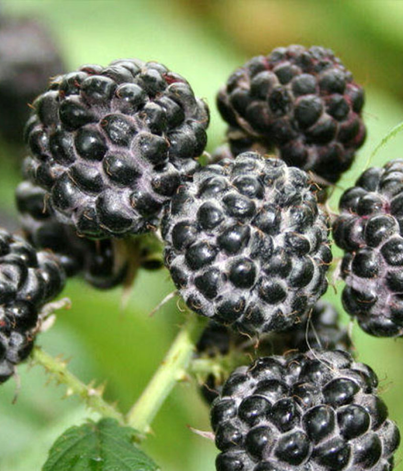 Brombeere (Rubus occidentalis) JEWEL - Tutifruti SK