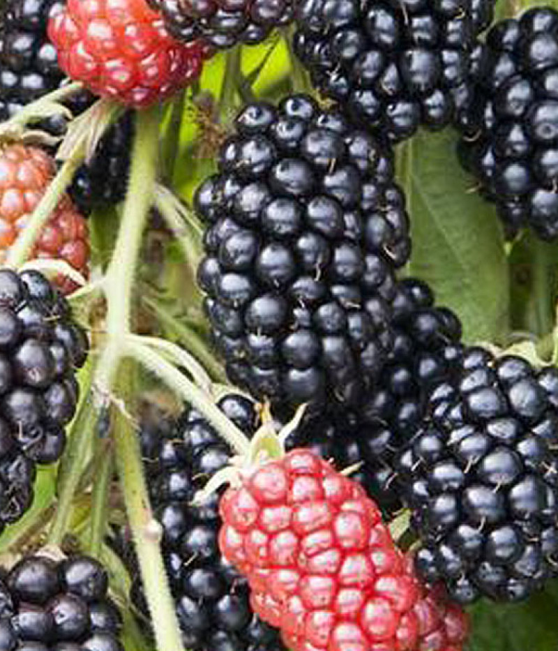 Bio Brombeere (Rubus fruticosus) THORNFREE - Tutifruti SK