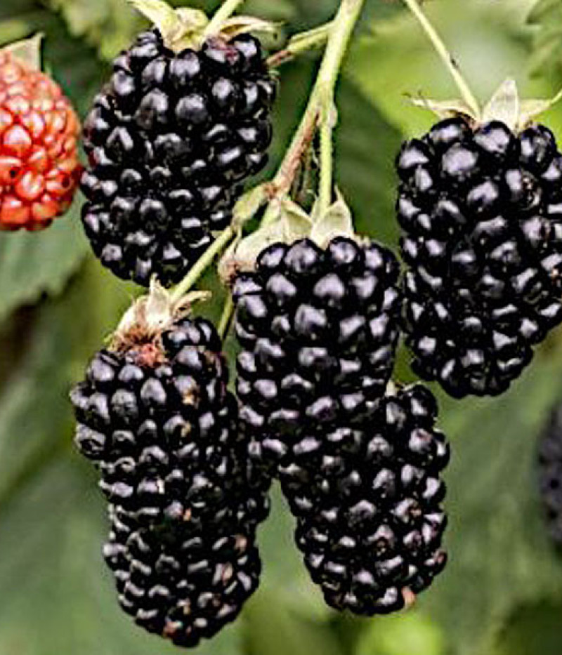 Brombeere (Rubus fruticosus) NAVAHO - Tutifruti SK