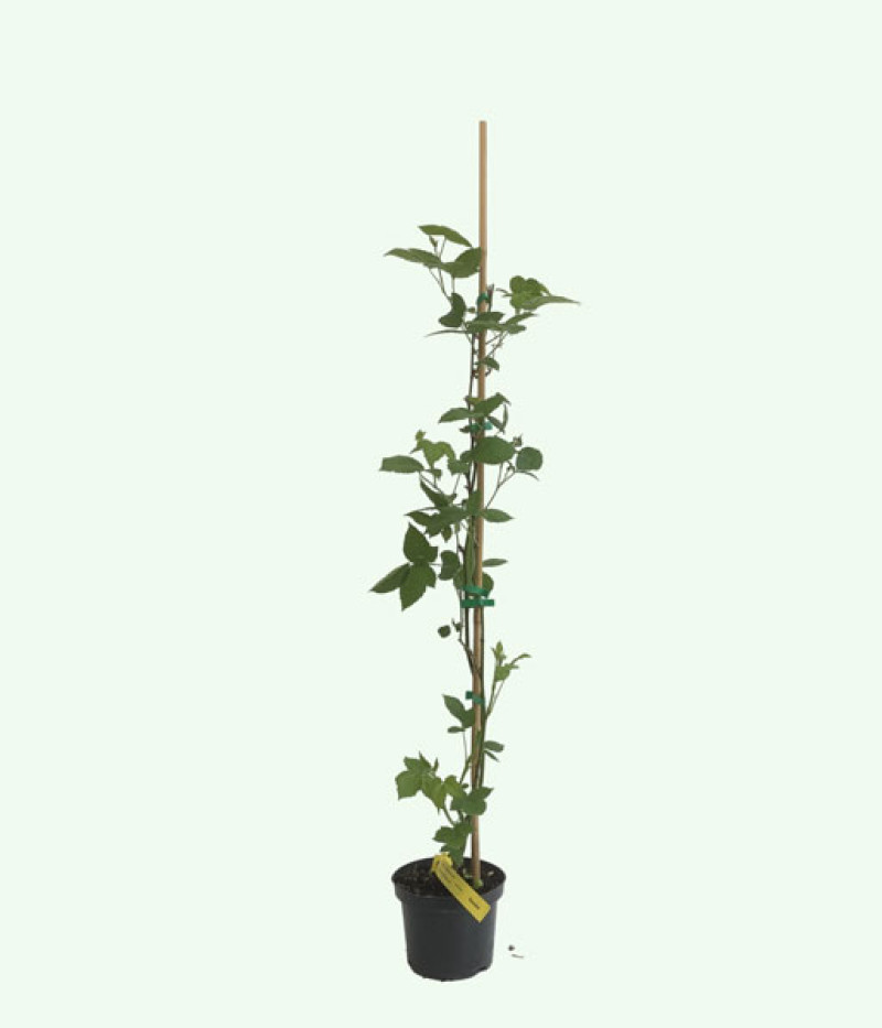Brombeere (Rubus fruticosus) NAVAHO - Tutifruti SK