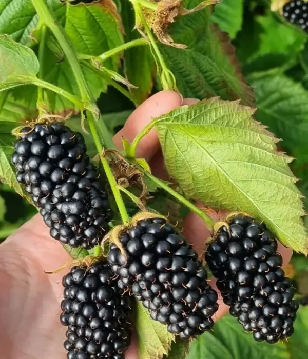 Brombeere (Rubus fruticosus) RELEVANT PBR