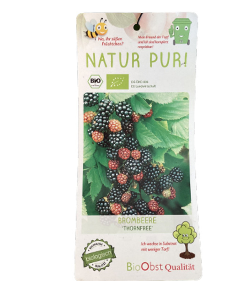 Bio Brombeere (Rubus fruticosus) THORNFREE - Tutifruti SK