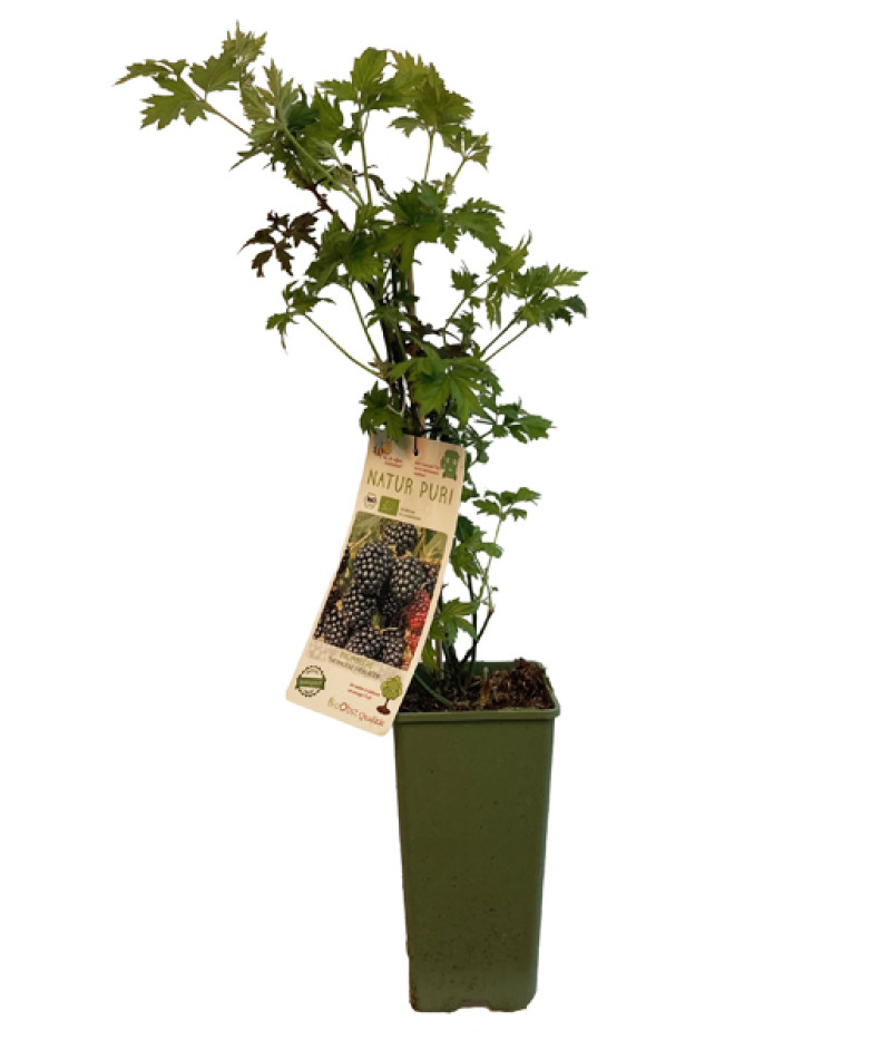 Bio Brombeere (Rubus fruticosus) THORNLESS EVERGREEN - Tutifruti SK