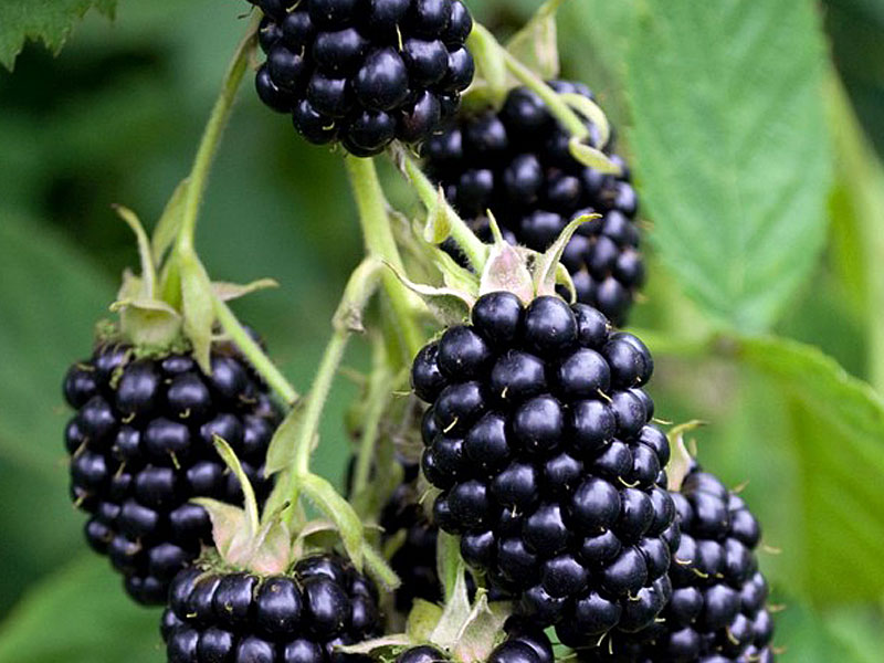 Brombeere (Rubus fruticosus) TRIPLE CROWN