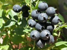 PBR Heidelbeere (Vaccinium corymbosum x Vaccinium angustifolium x Vaccinium uliginosum) ALVAR - Tutifruti, s.r.o. (SK)