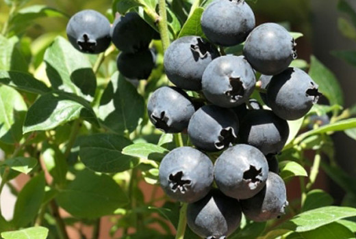 Heidelbeeren schneiden: Von Feuer bis Schere für maximalen Ertrag