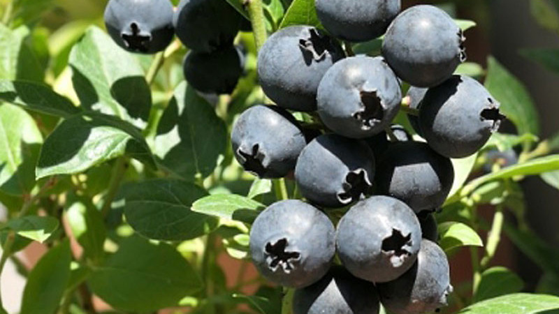 Heidelbeeren schneiden: Von Feuer bis Schere für maximalen Ertrag