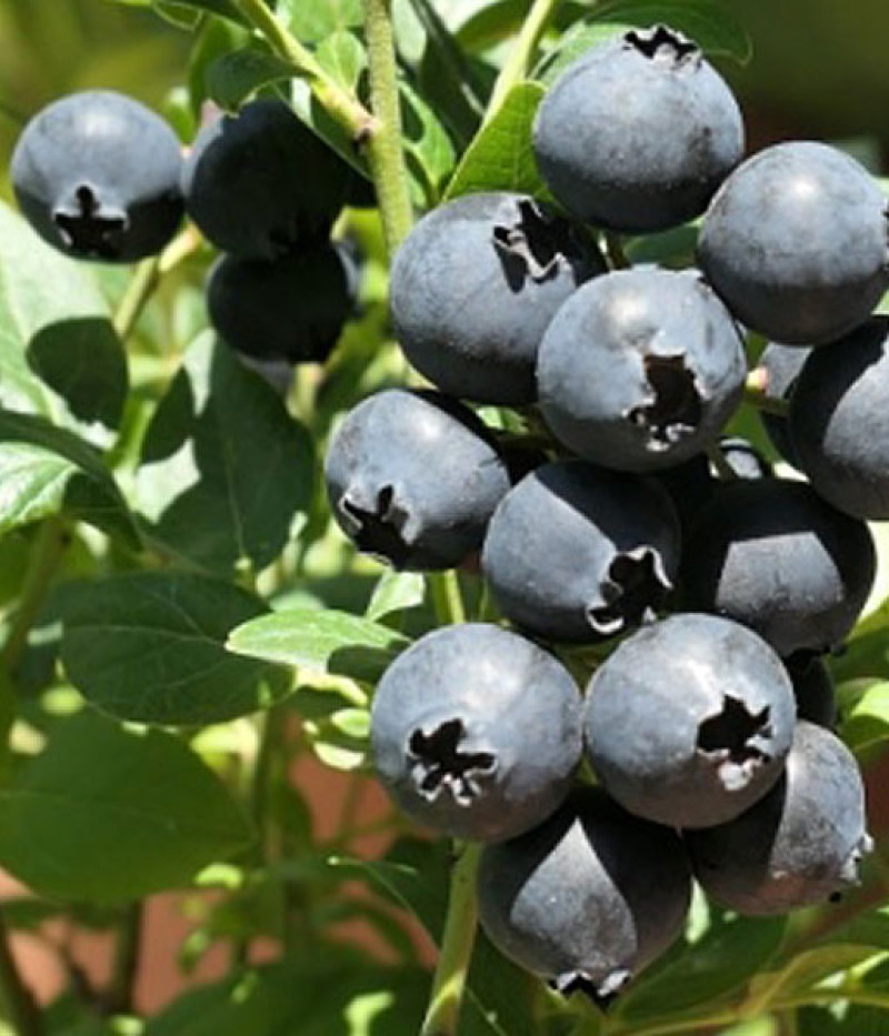 PBR Heidelbeere (Vaccinium corymbosum x Vaccinium angustifolium x Vaccinium uliginosum) ALVAR - Tutifruti, s.r.o. (SK)