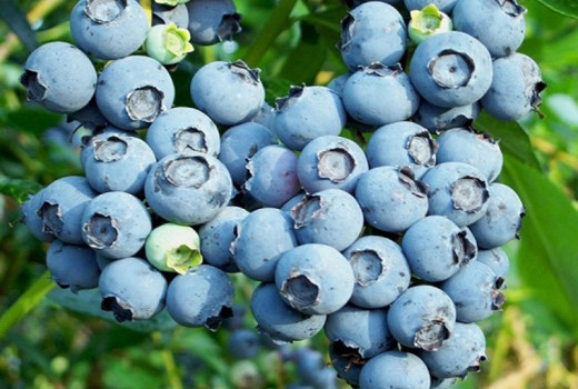 Blaubeeren und Kalzium: Eine Geschichte von Liebe und Hass 