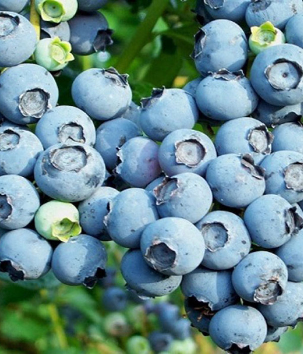 Blueberry (Vaccinium corymbosum x Vaccinium darrowii) OZARKBLUE