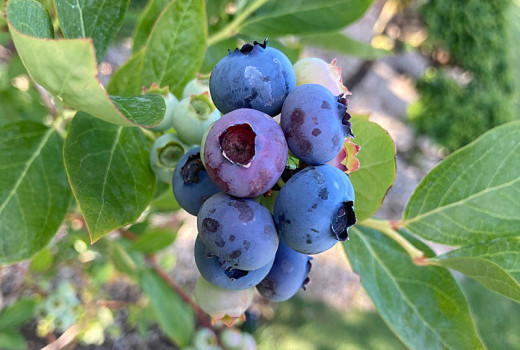 Choosing blueberries and honeysuckle (Part 1): Which type is right for you?