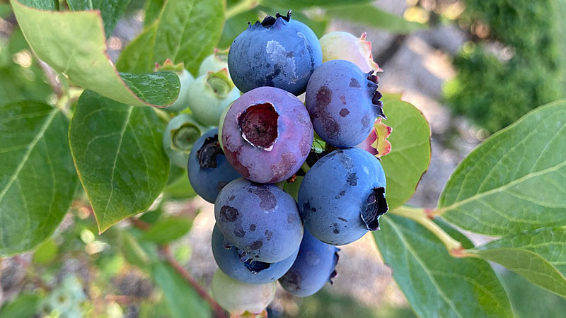 Ericoide Mykorrhiza: Ja oder Nein für Heidelbeeren? Detaillierte Analyse von der Wissenschaft bis zum Geldbeutel