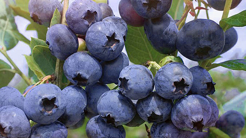 Anleitung zur Auswahl von wärmeliebenden Blaubeeren: 3 Mythen, die Sie an einer reichen Ernte hindern