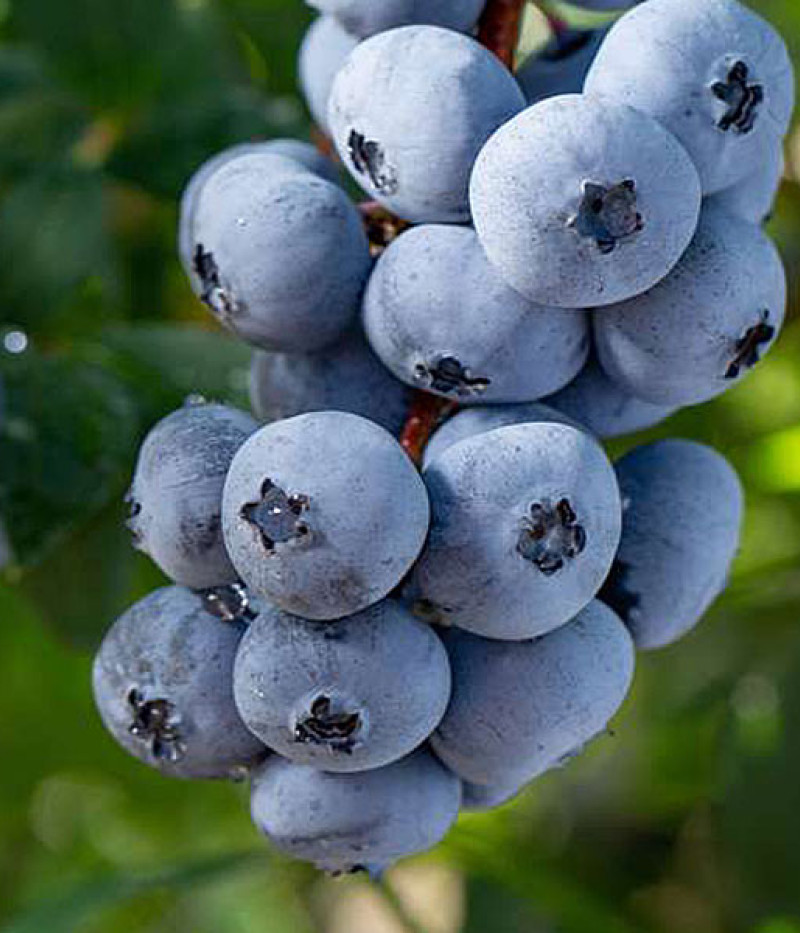 Blueberry (Vaccinium corymbosum) BRIGITTA BLUE - Tutifruti SK
