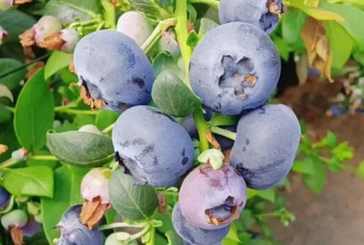 Southern Highbush čučoriedky: Analýza odrôd Blue Ridge, Cape Fear, Cooper a Gulfcoast