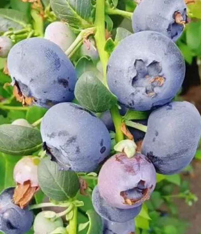 Heidelbeere (Vaccinium corymbosum x Vaccinium darrowii) SUNSHINE BLUE - Tutifruti, s.r.o. (SK)
