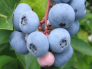 Blueberry (Vaccinium virgatum) CENTURION® - Tutifruti SK Blueberry (Vaccinium virgatum) CENTURION® - Tutifruti SK