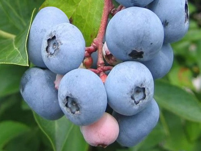 Blueberry (Vaccinium virgatum) CENTURION® - Tutifruti SK Blueberry (Vaccinium virgatum) CENTURION® - Tutifruti SK