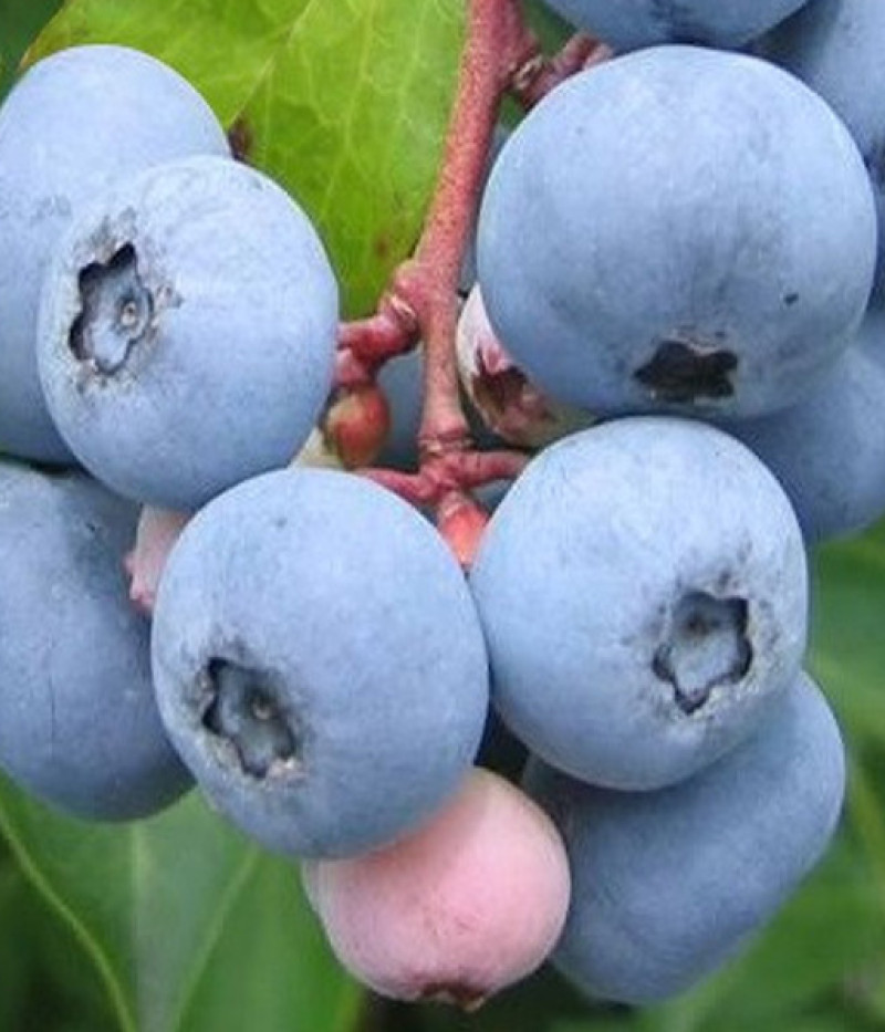 Čučoriedka (Vaccinium virgatum) CENTURION® - Tutifruti, s.r.o.