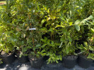 Blueberry (Vaccinium virgatum) CLIMAX® - Tutifruti SK Blueberry (Vaccinium virgatum) CLIMAX® - Tutifruti SK