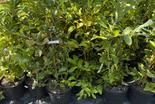 Wasser für Heidelbeeren: Qualität, pH-Wert & Salinität