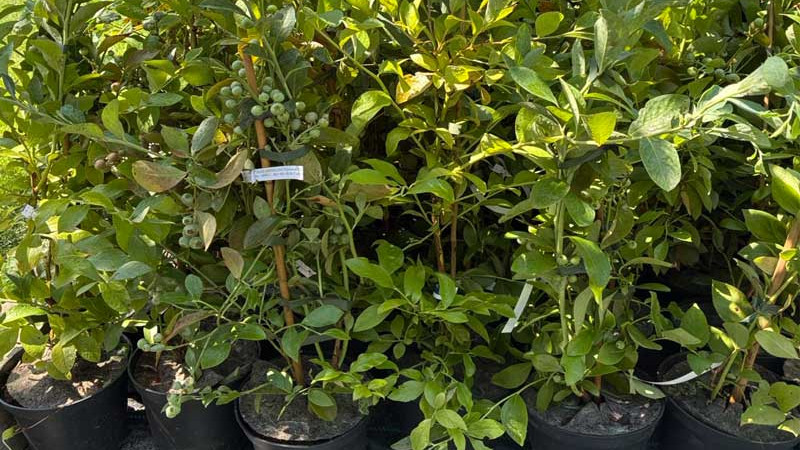 Voda pre čučoriedky: Kvalita, pH a Salinita