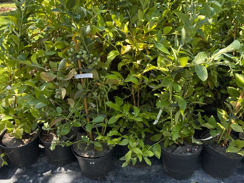 Blueberry (Vaccinium virgatum) CLIMAX® - Tutifruti SK Blueberry (Vaccinium virgatum) CLIMAX® - Tutifruti SK