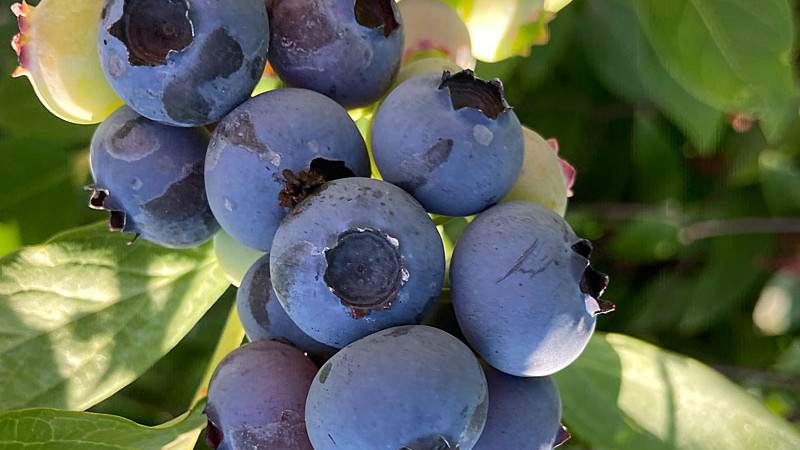 MAP (Ammoniumphosphat): Dualer Dünger für Heidelbeeren
