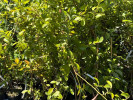 Blueberry (Vaccinium virgatum) PREMIER® - Tutifruti SK Blueberry (Vaccinium virgatum) PREMIER® - Tutifruti SK