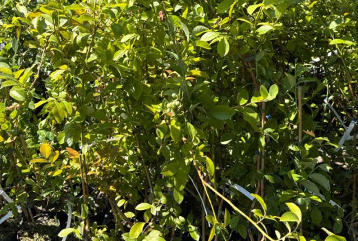 Heidelbeer-Genetik & Biotechnologie: Züchtung und Geschmack
