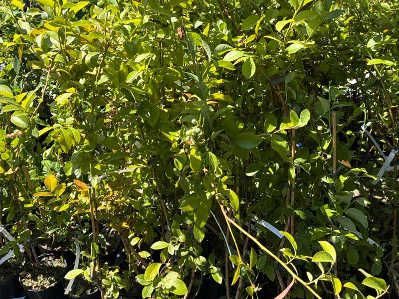 Blueberry (Vaccinium virgatum) PREMIER® - Tutifruti SK Blueberry (Vaccinium virgatum) PREMIER® - Tutifruti SK