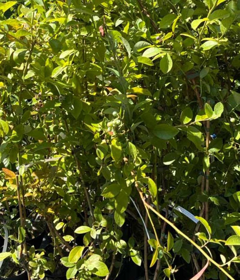 Čučoriedka (Vaccinium virgatum) DELITE - Tutifruti SK